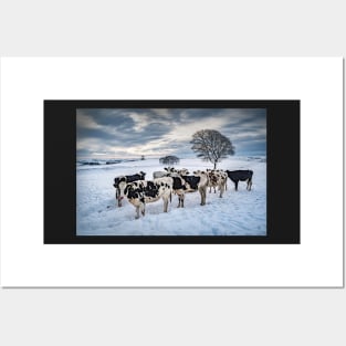 Cows in a Snowy Field with Trees Posters and Art